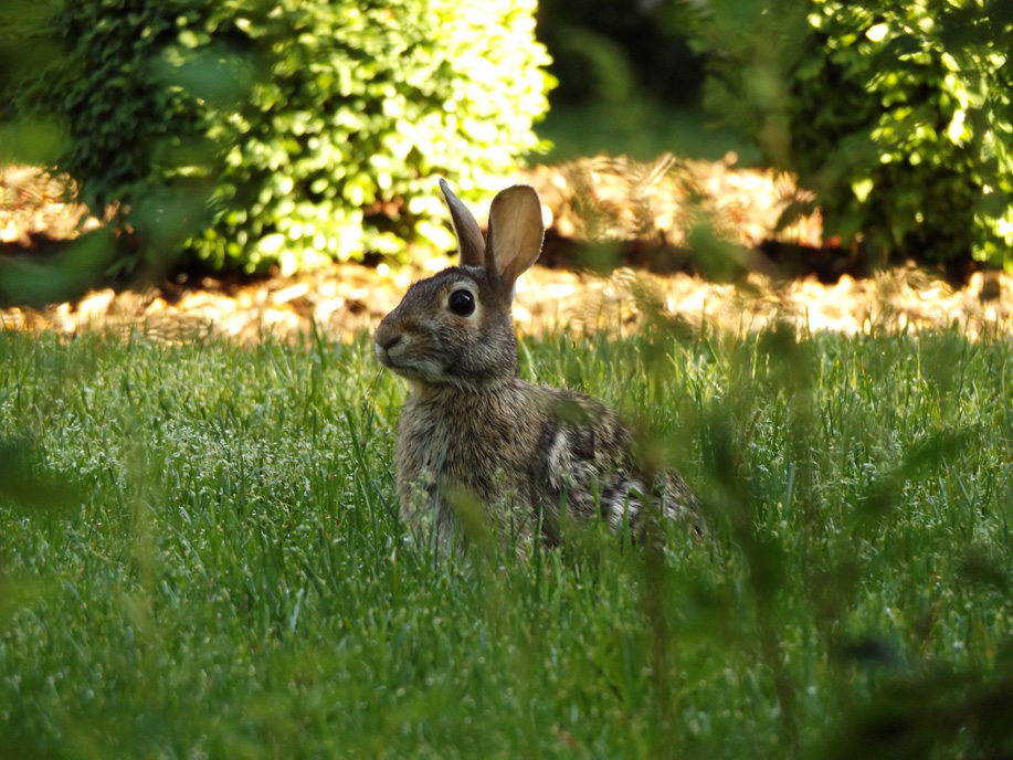 hare standing alert in the grass