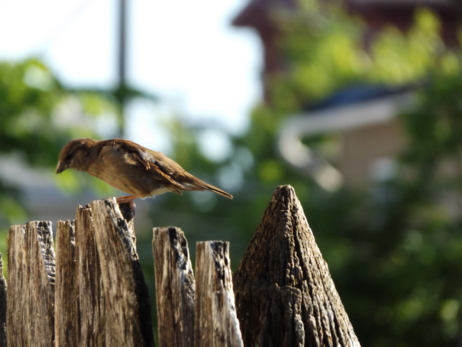 small brown bird standing on a fence