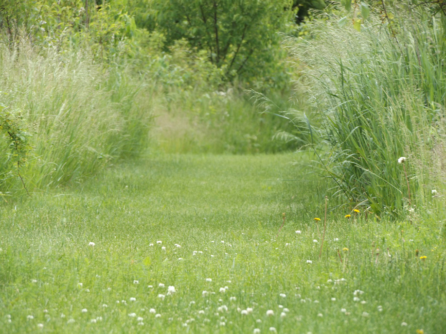 meadow path leading through the grass