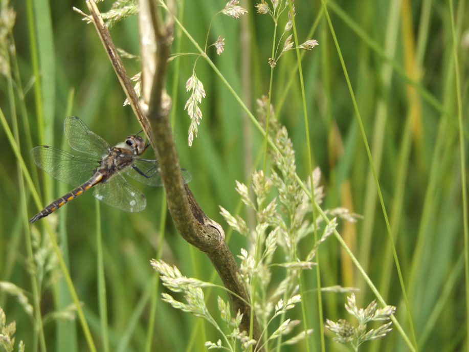 dragonfly landing on a sapling