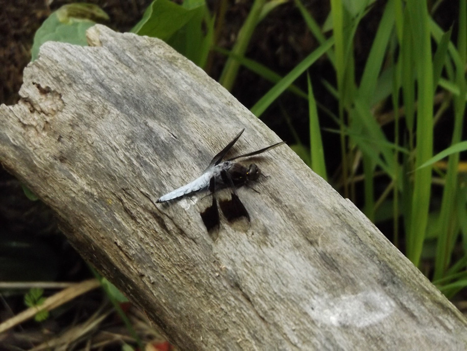 white dragonfly resting on a gray fallen tree
