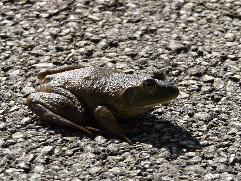 large brown toad sitting on pavement