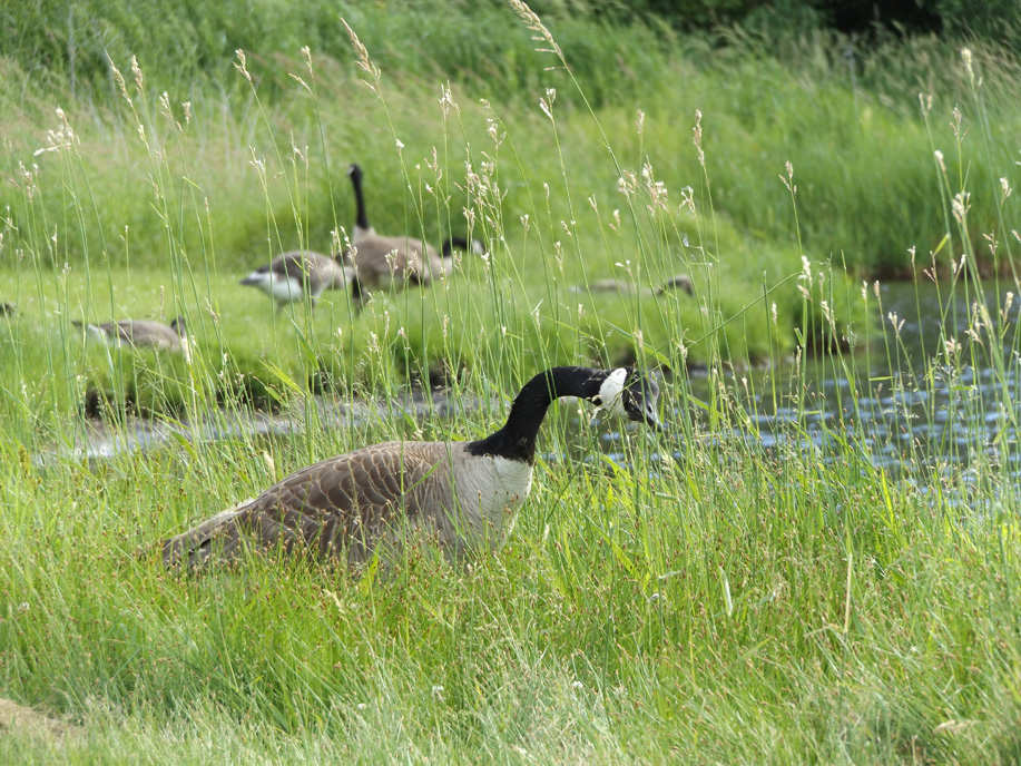 geese crowding around a waterfront in the grass