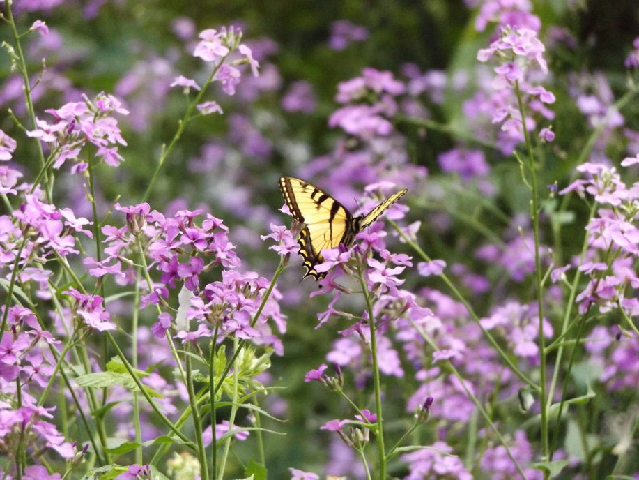 butterfly perched on a stem amidst blue flowers