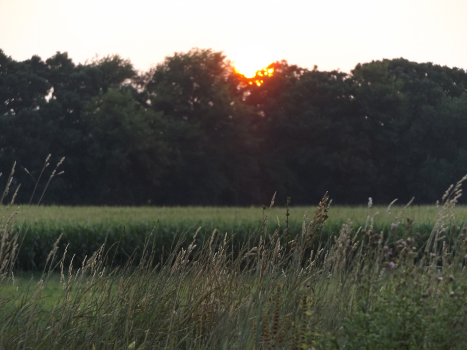sundown over trees in a farm field